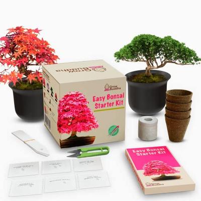 Grow Your own Bonsai kit